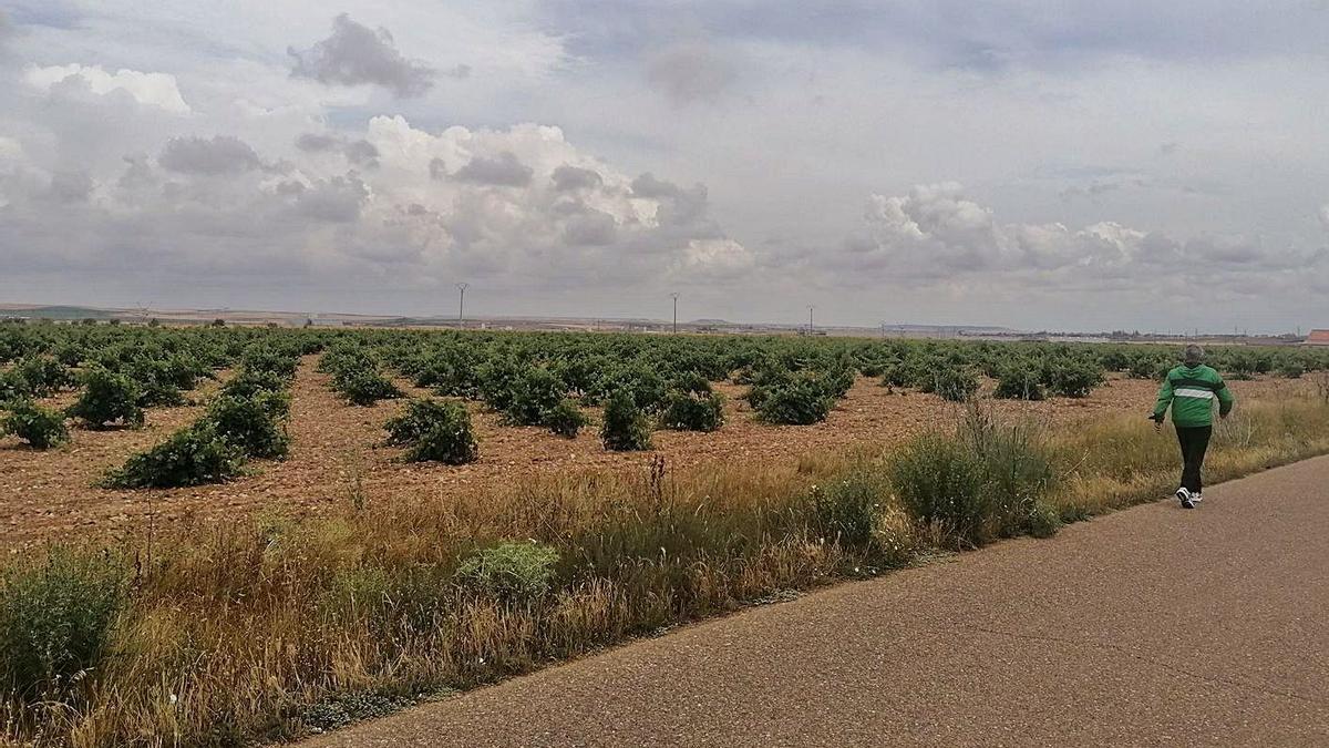 Un vecino pasea por un camino próximo a una parcela cultivada con viñedos en Toro. | M. J. C.