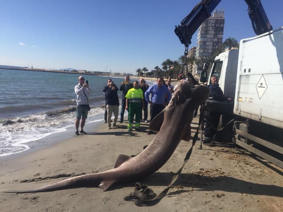 Aparece una tintorera muerta en la playa de Santa Pola