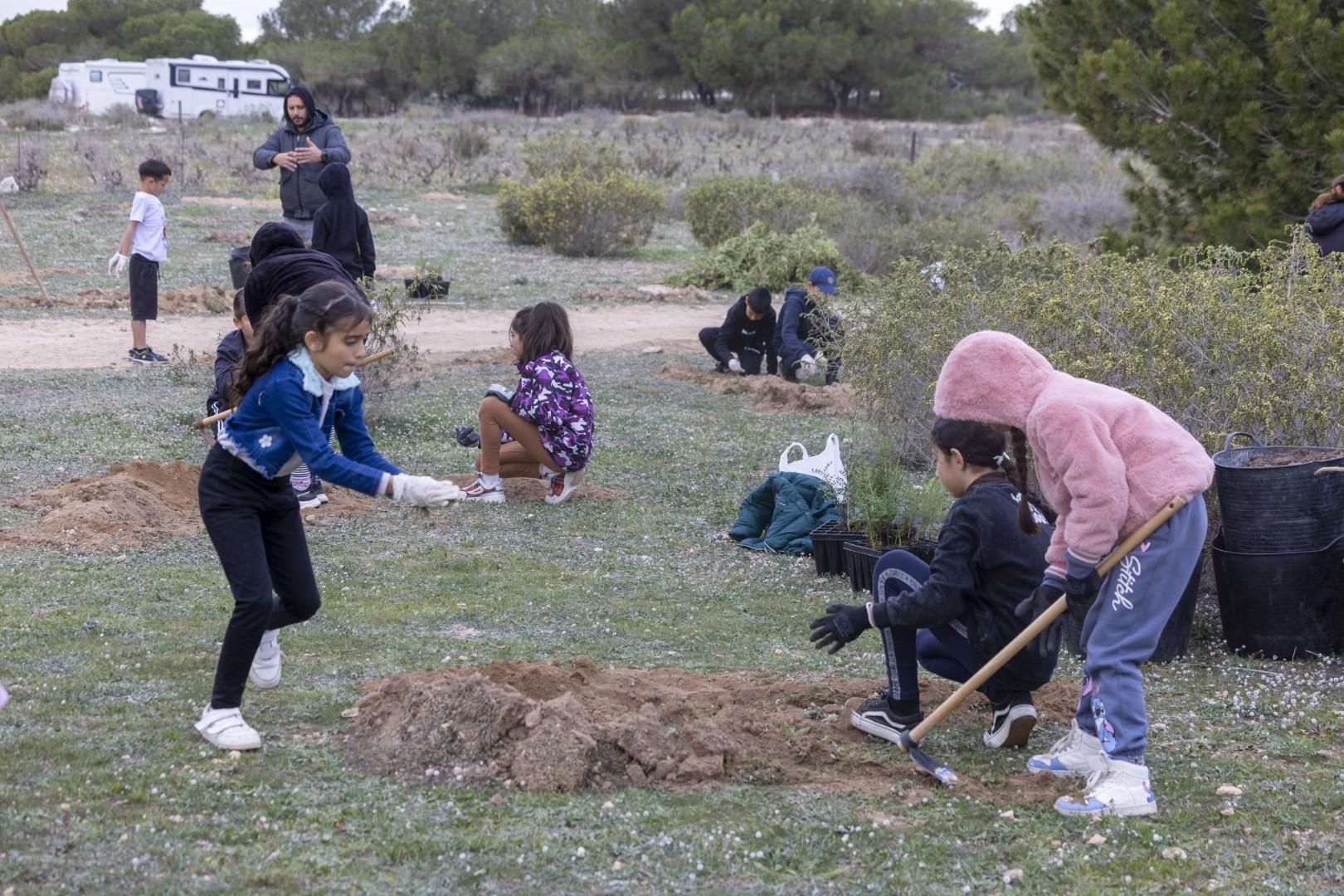 Jornada escolar plantación de especies autóctonas junto al parque natural de las lagunas de Torrevieja y La Mata