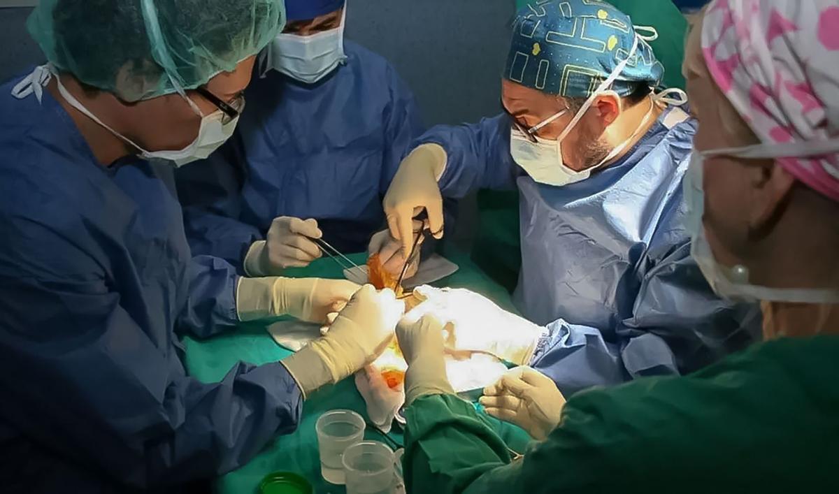 1.356 trasplantaments el 2025,  el segon millor any a Catalunya