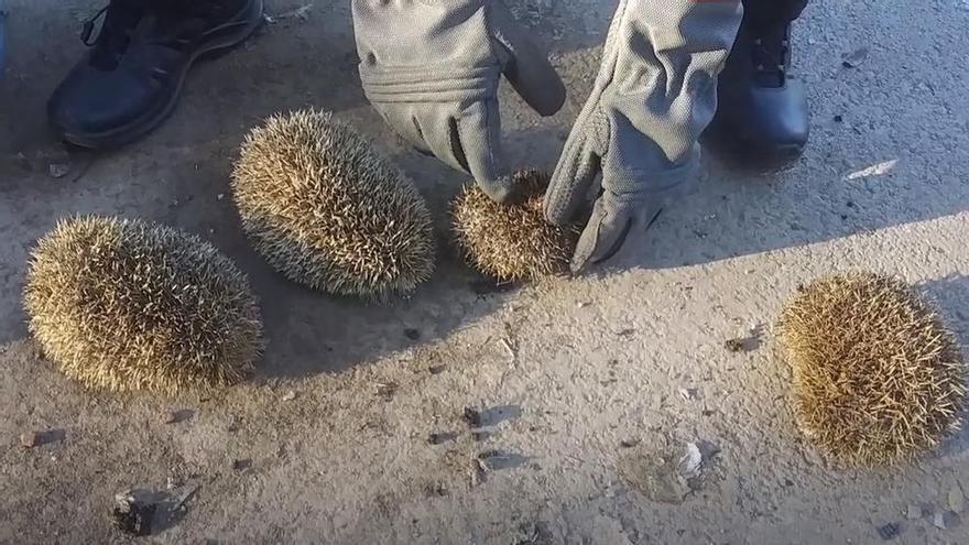 Sorprendidos mientras quemaban erizos con un soplete para comérselos