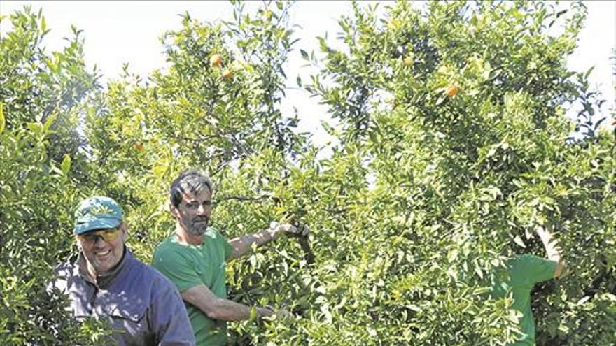 Una plaga de garrapatas genera alarma entre trabajadores agrarios