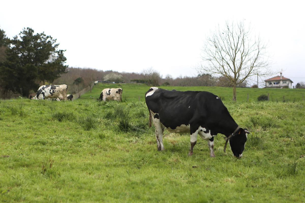 Vacas lecheras en Silleda.