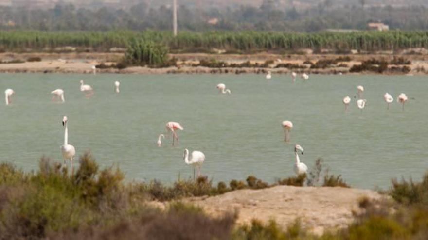 Flamencos en el entorno del parque natural de las Salinas de Santa Pola, una de las aves más características de la zona.