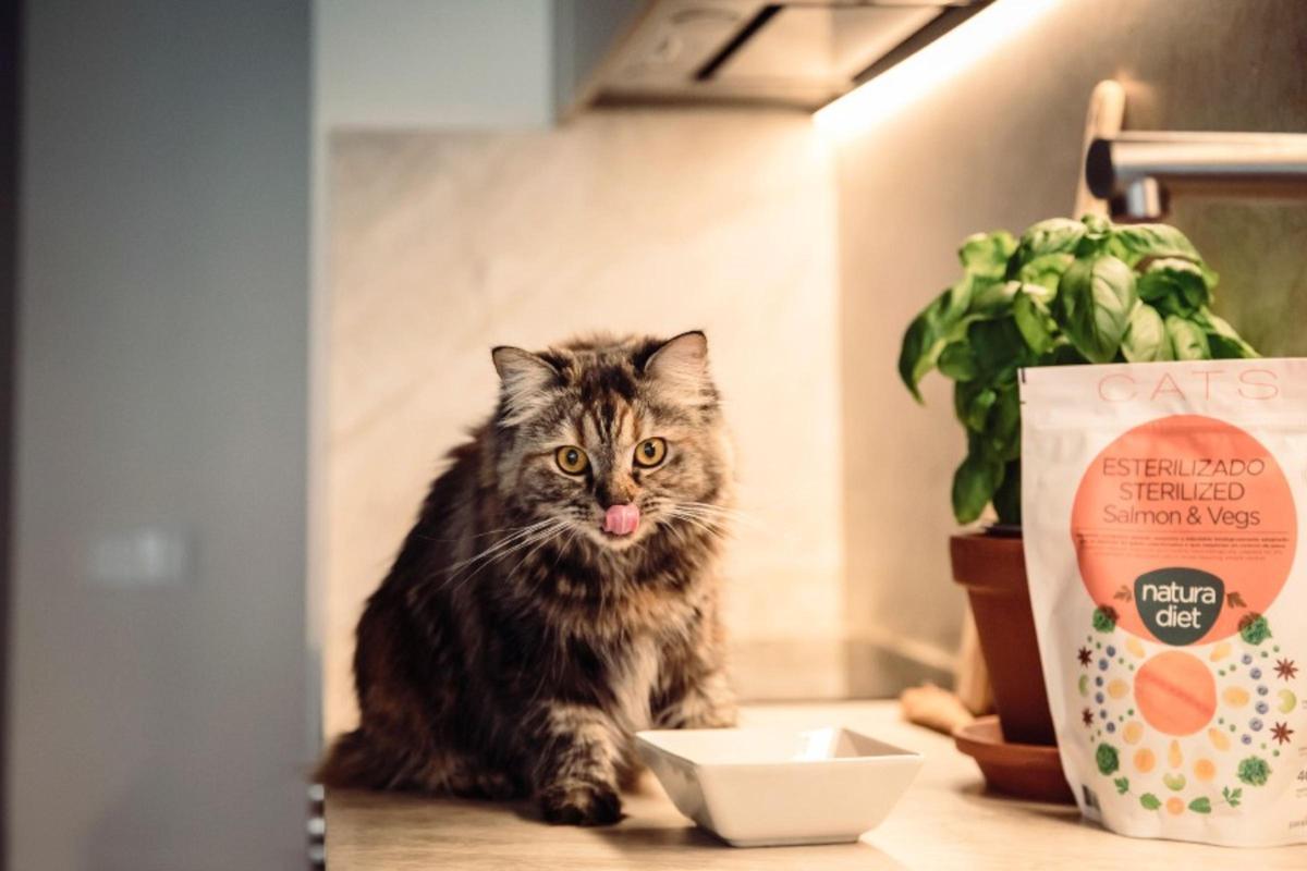 Cómo debe ser un buen alimento natural para gatos