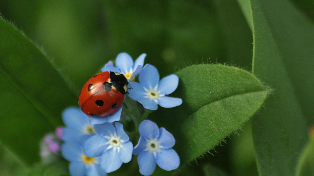 PLANTA NO ME OLVIDES | La planta más romántica que puedes cultivar en casa