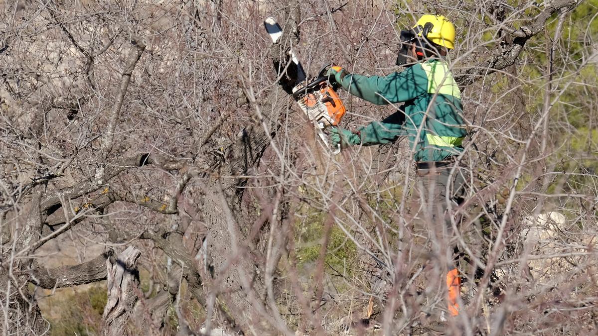 Operarios cortando almendros afectados por la bacteria