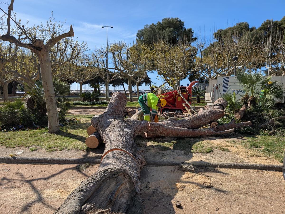Retirada d'un arbre a Sant Feliu de Guíxols aquest matí.