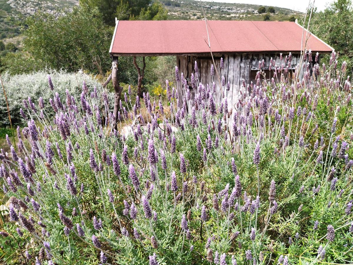 ¿Qué fue del jardín de los lirios de Bèrnia, en Benissa, el más grande de España?