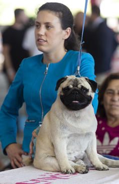 Castelló acoge el Campeonato de Belleza Canina