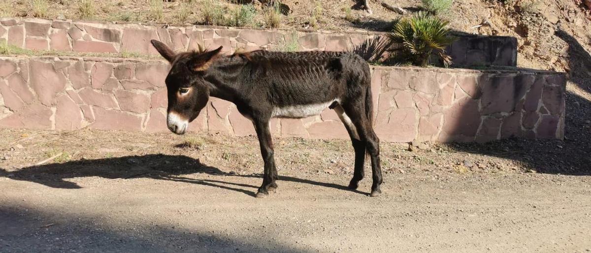 Aspecto que presentaba uno de los burros reintroducidos en el Desert de Les Palmes.