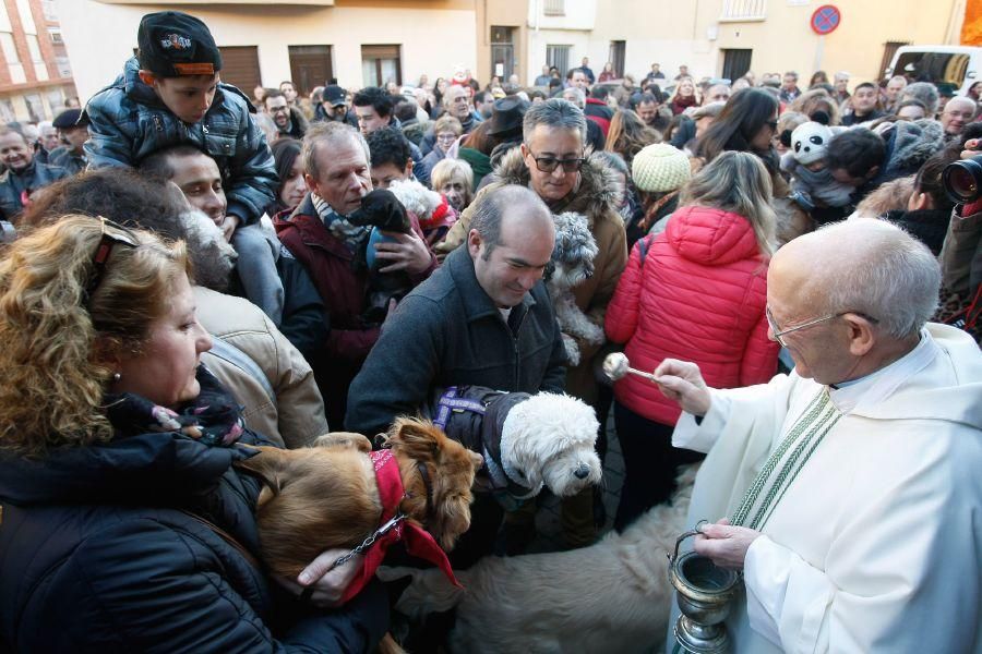 Los perros gobiernan por san Antón en Zamora