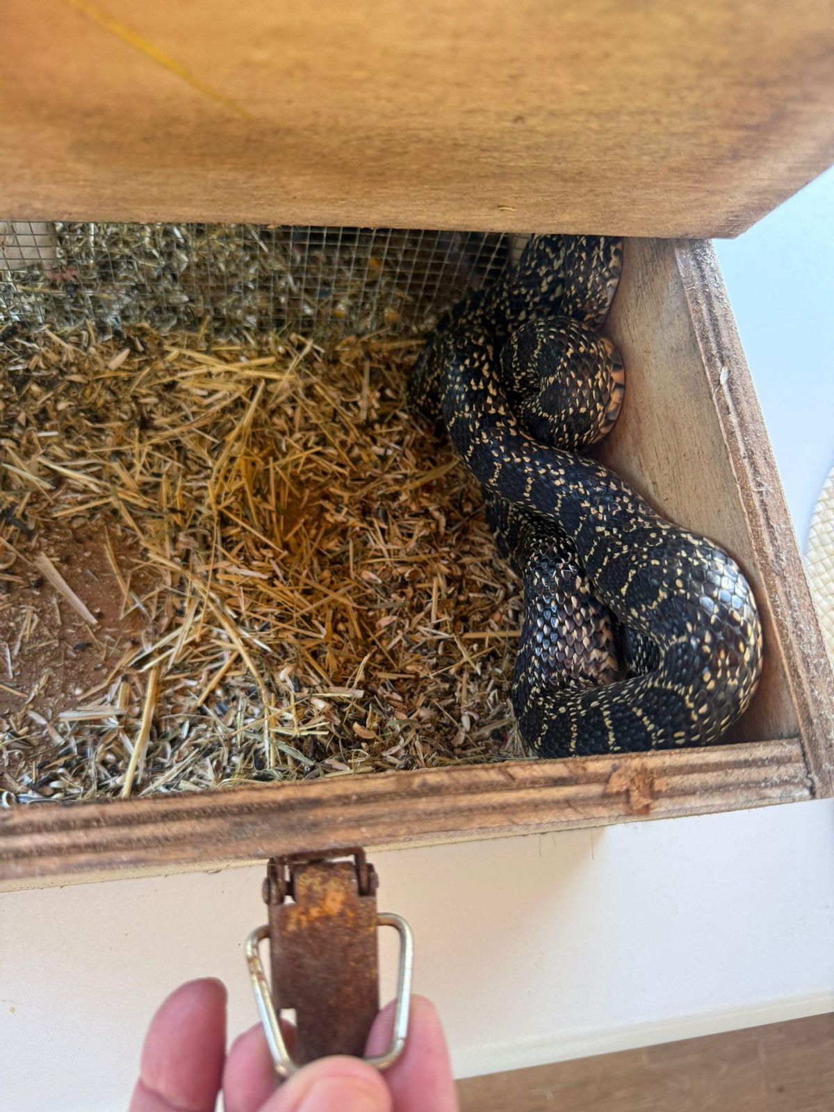 La serpiente intentando forzar la malla de la trampa