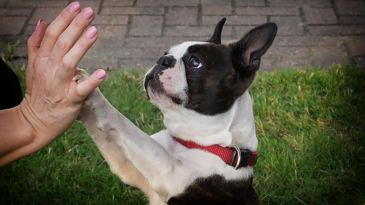 Una foto de archivo de un perro de la raza boston terrier