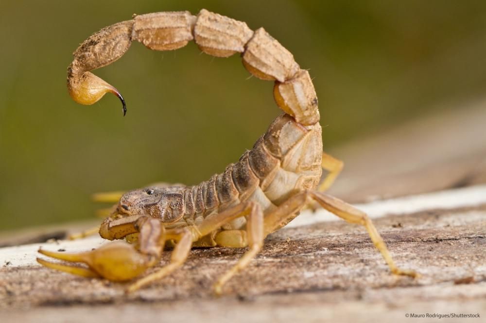 Un tipo de faneca brava dispone de un veneno similar a la víbora - La escolopendra, el escorpión nocturno, algunas arañas y el avispón, entre las picaduras más peligrosas.