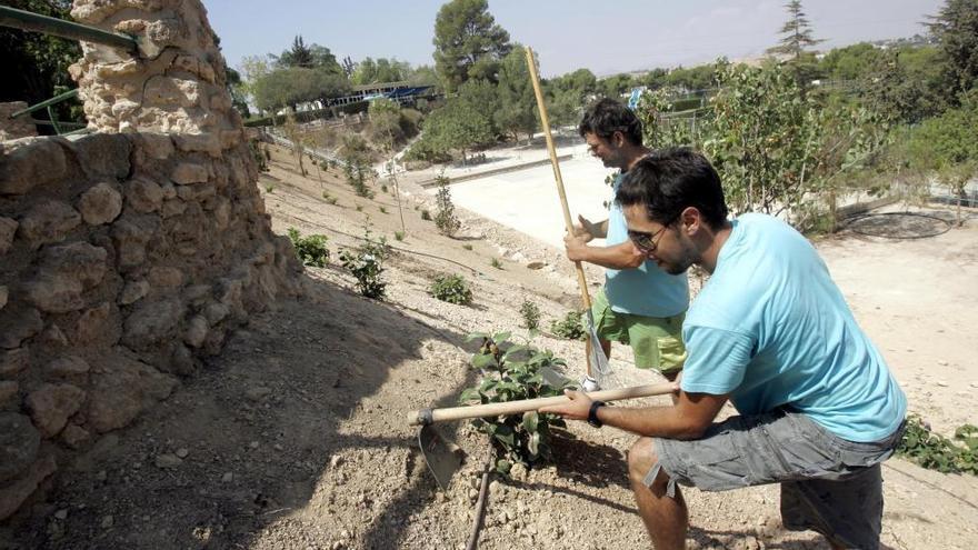 Dos hombres plantan árboles en el talud del parque Rafael de la Cerda de Tentegorra.