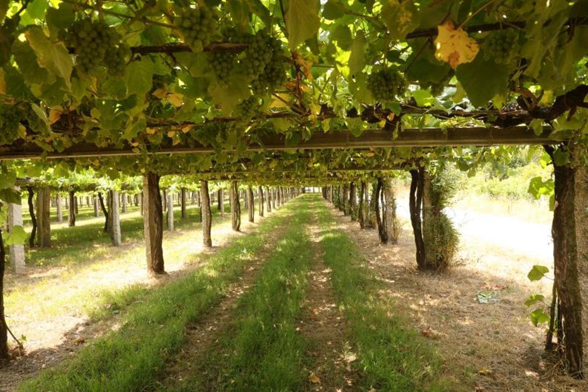 Mantener los viñedos bien limpios es tarea fundamental en este momento del ciclo de cultivo.