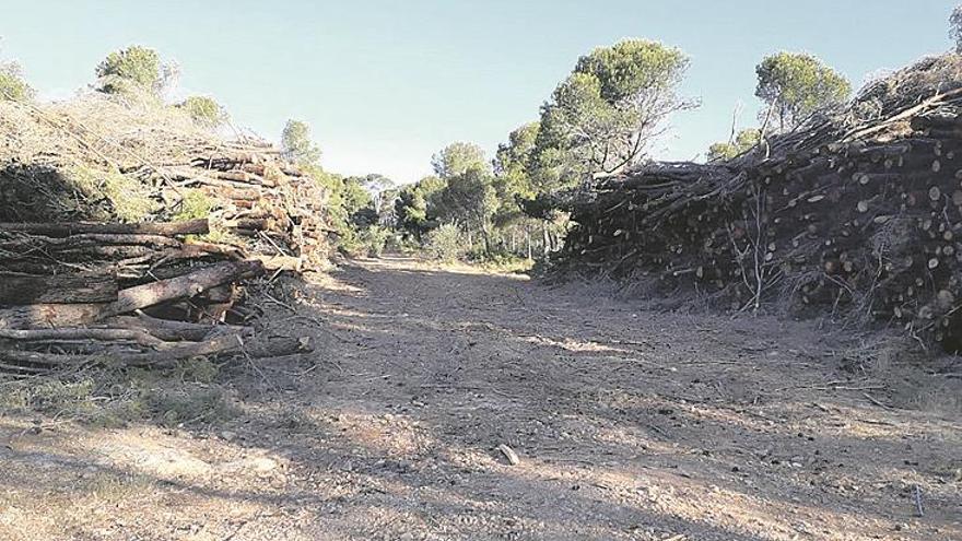 Limpian el Petiquillo para prevenir fuegos forestales