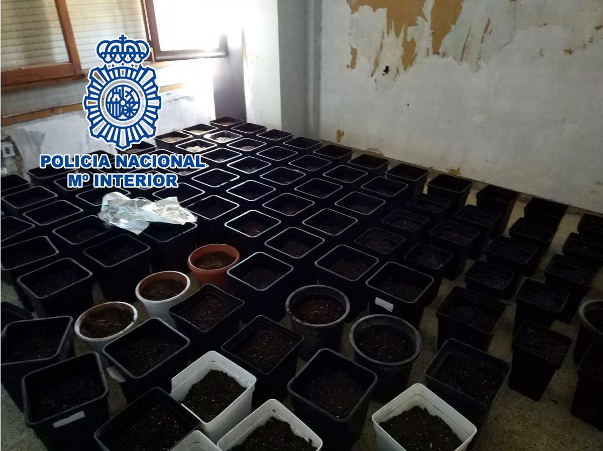 El cultivo de marihuana indoor que estaba preparando uno de los detenidos en Sax