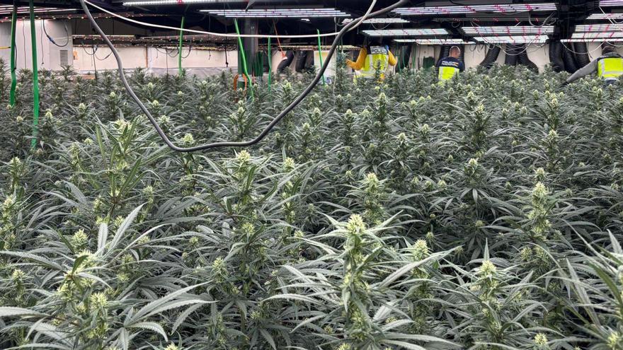 Plantació de marihuana decomissada el 16 de desembre per la Policia Nacional en una nau industrial de Santa Eugènia de Berga. Hi havia 1.380 plantes. | POLICIA NACIONAL