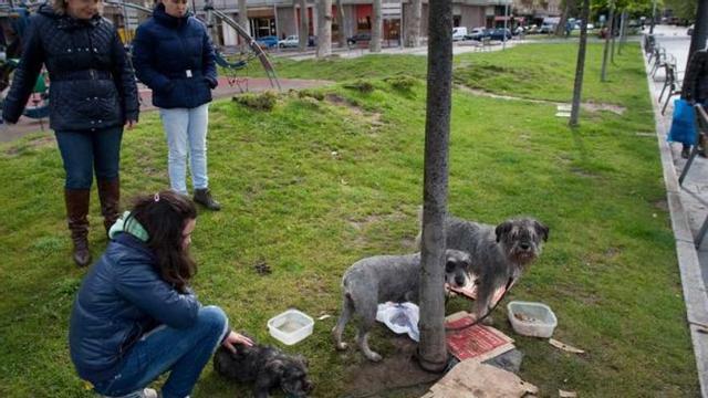 Los tres perros abandonados, ayer por la mañana, en Las Meanas.