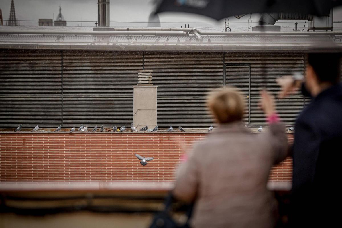 Unos vecinos observan las palomas que se acumulan en un terrado del Poble-sec, en Barcelona.