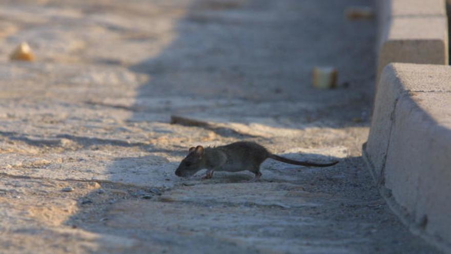 Ratas a la carrera en plena calle Mayor de Cartagena