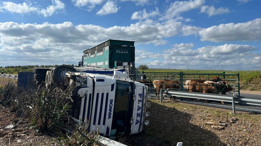 Mueren varios terneros tras volcar un camión de ganado en Trujillanos