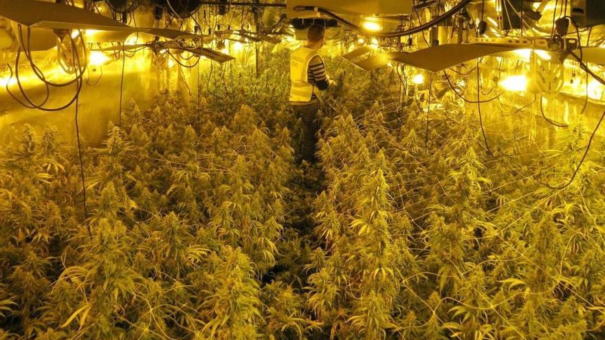 Los cultivos de marihuana controlados online.