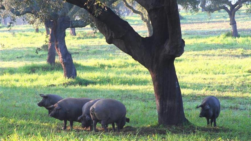 Extremadura lidera la propuesta para modificar la normativa que afecta a la dehesa