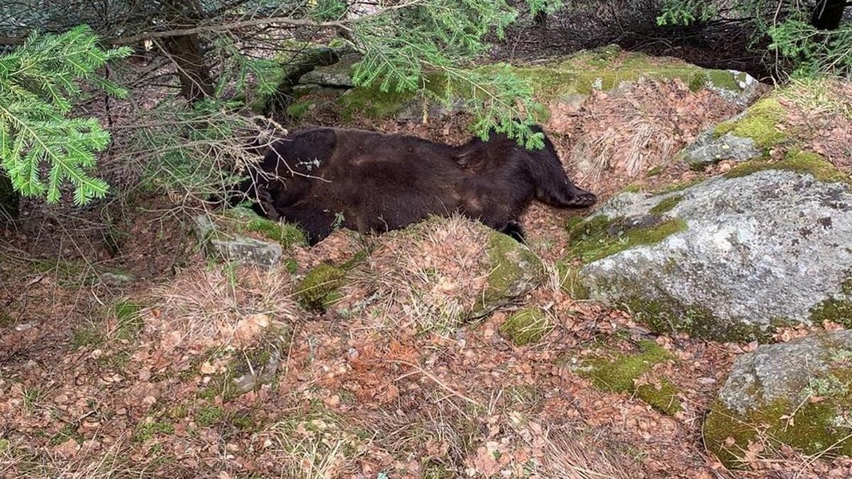 Plano del lugar donde se ha encontrado muerto al oso Cachou, en la zona de Soberpera, en el municipio de Les, en el Pirineo leridano