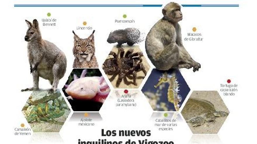 Vigozoo &quot;ficha&quot; a nuevos huéspedes