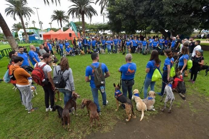 14-12-2019 LAS PALMAS DE GRAN CANARIA. Carrera de perros Can We Run, en el Parque Romano. Fotógrafo: ANDRES CRUZ  | 14/12/2019 | Fotógrafo: Andrés Cruz