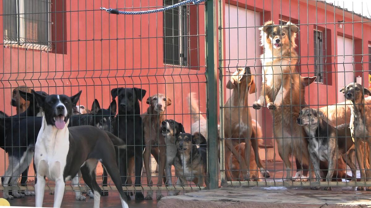 Perros en el refugio que tiene Adepac en el municipio tinerfeño de El Sauzal.