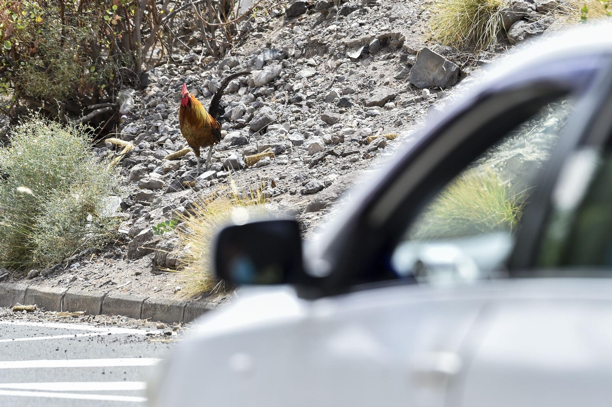 Colonia de gallos y gallinas sueltas por las calles de Salto del Negro