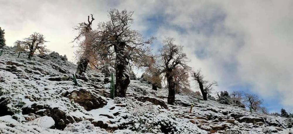 Primera nevada de la temporada en el Torrecilla.