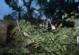 Más de 26.000 palmeras y árboles tienen riesgo de caída