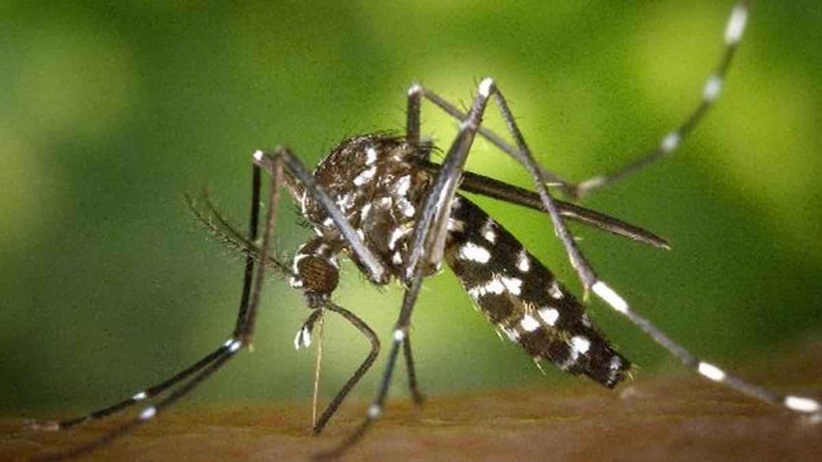 Mosquito tigre