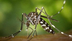 Un mosquito tigre o ’Aedes albopictus, insecto originario de Asia cuyas poblaciones se han consolidado en varios países del sur de Europa. Es un vector potencial de transmisión de enfermedades como el dengue o el chikungunya.