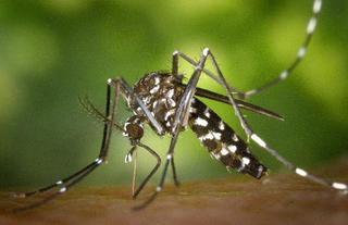 Primer caso autóctono de la enfermedad de chikungunya en España