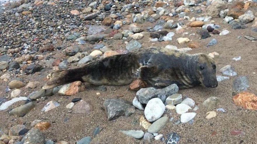 Localizan una foca gris en la playa de El Portús