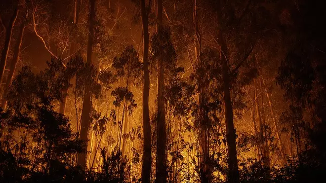 Incendio forestal en As Neves (Pontevedra)