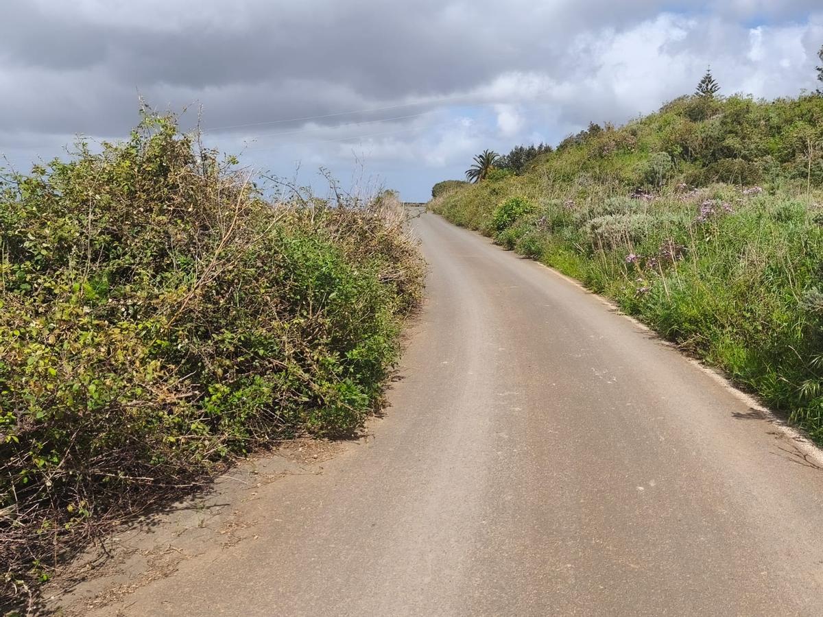 La carretera de Lomo La Vizcaína, invadida por las plantas