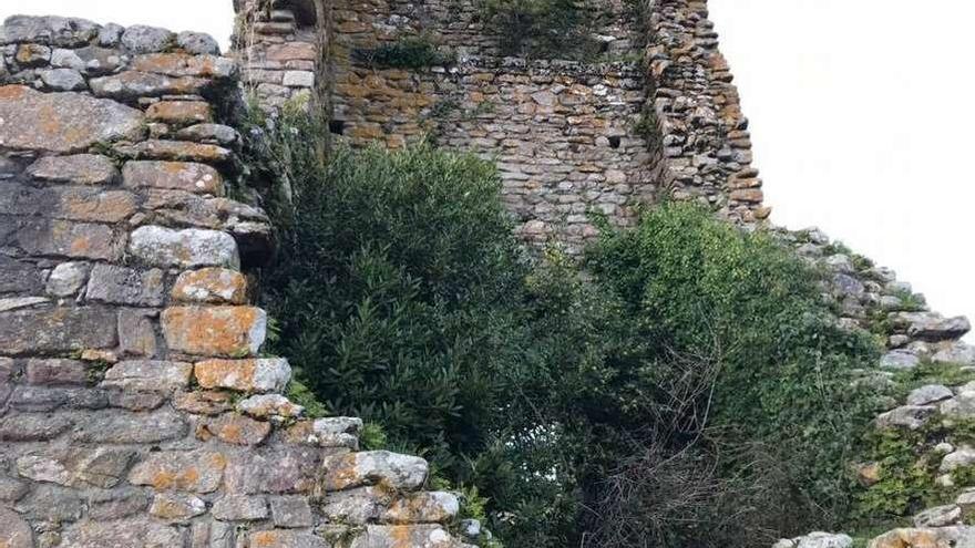 Las plantas crecen dentro de las Torres do Oeste y en sus paredes. // FdV