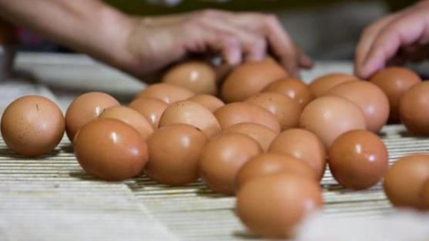 Operarios de una granja productora de huevos realizan una selección.