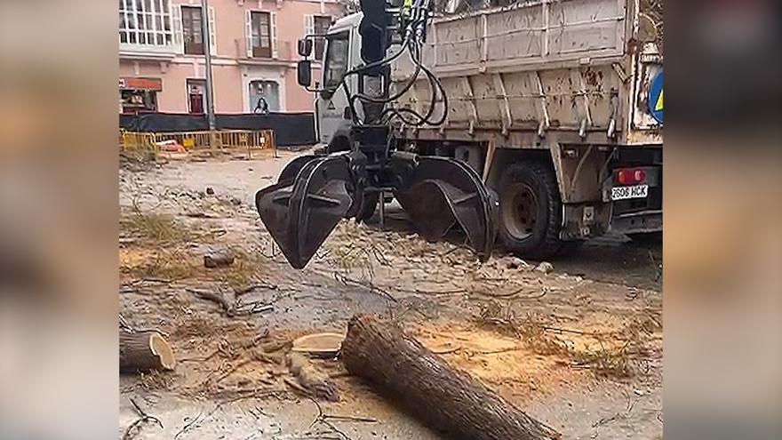 Polémica por la tala de siete árboles por las obras en la plaza España de Palma