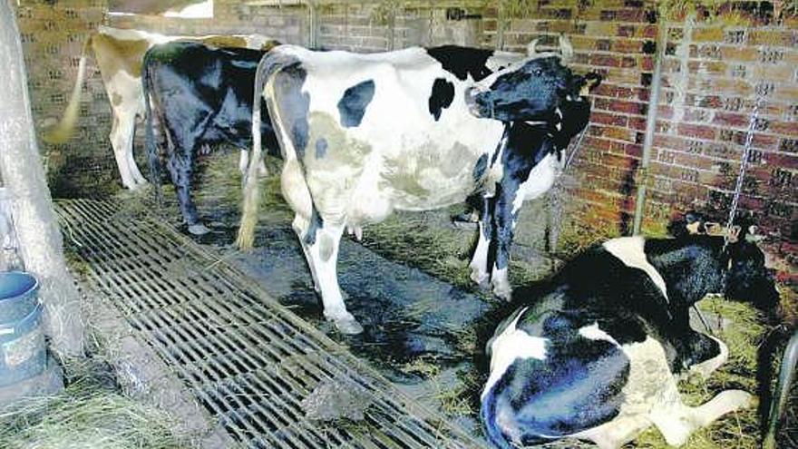 Granja de Siero donde se detectó uno de los casos de «vacas locas» en Asturias, en el año 2001, en imagen de archivo.