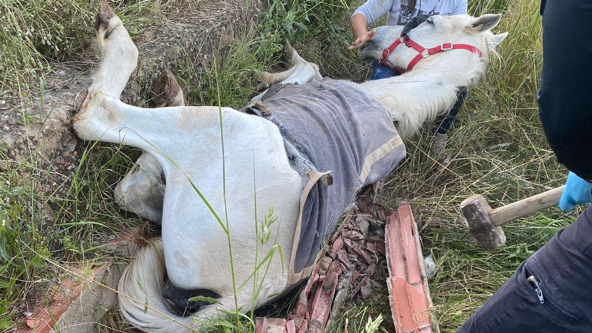 Imagen de la dueña del animal y los agentes, intentando salvar al caballo.