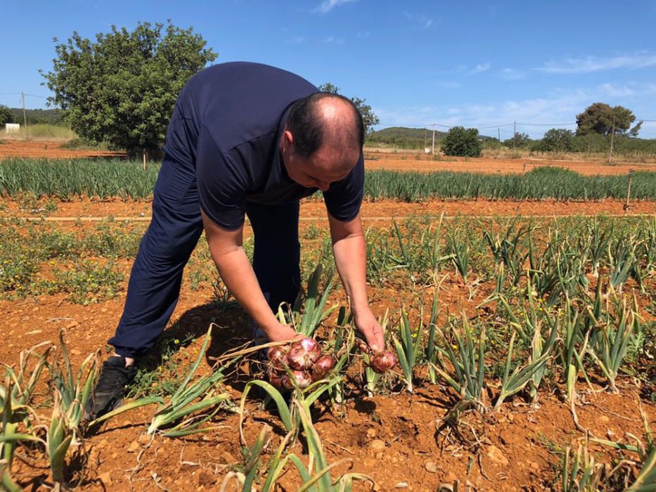 Campaña para impulsar el consumo de la cebolla roja de Ibiza