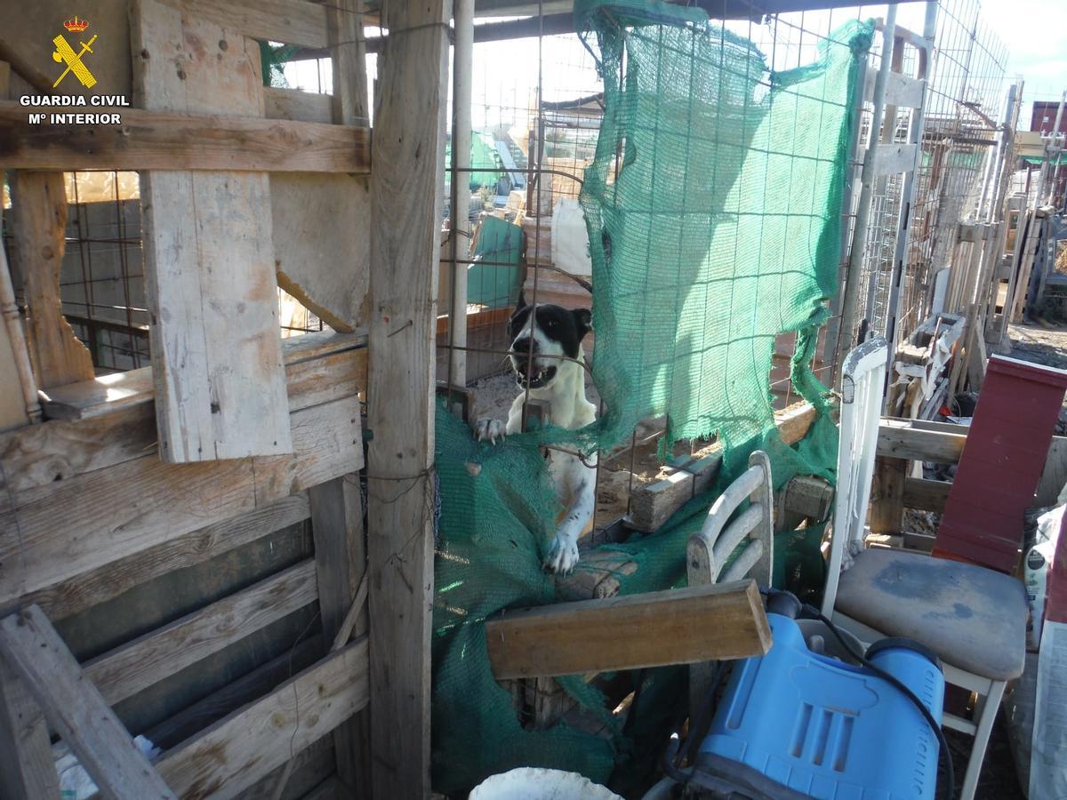 Investigan una protectora de animales en Agüimes